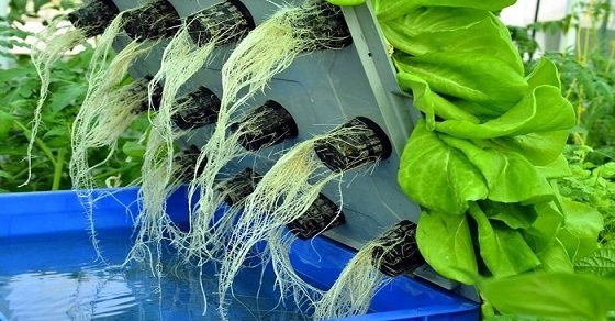 Kỹ thuật trồng các loại rau bằng phương pháp thủy canh trong thùng xốp