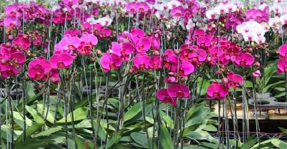 Cách trồng và chăm sóc hoa phong lan hồ điệp hoa ngày tết